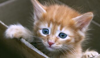 В каком возрасте лучше взять котенка?