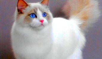 Где можно взять кошку для дома?