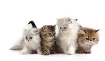Выбор котенка