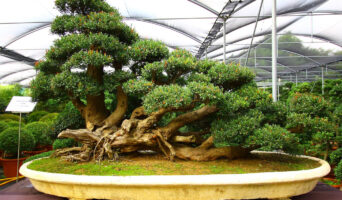 Искусство выращивания бонсай в домашних условиях